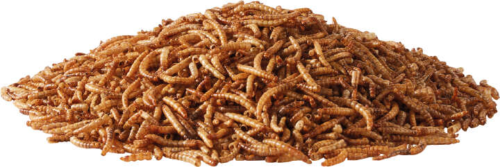 TIERLIEBE Mehlwürmer